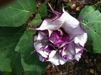 Datura metel - داتورا مِتِل